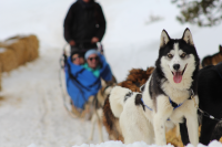 Winterhawk Dogsled Adventures