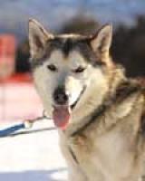 Mountain Musher